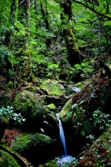 屋久島の森