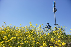 江戸川サイクリングロード