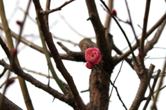 梅、開花