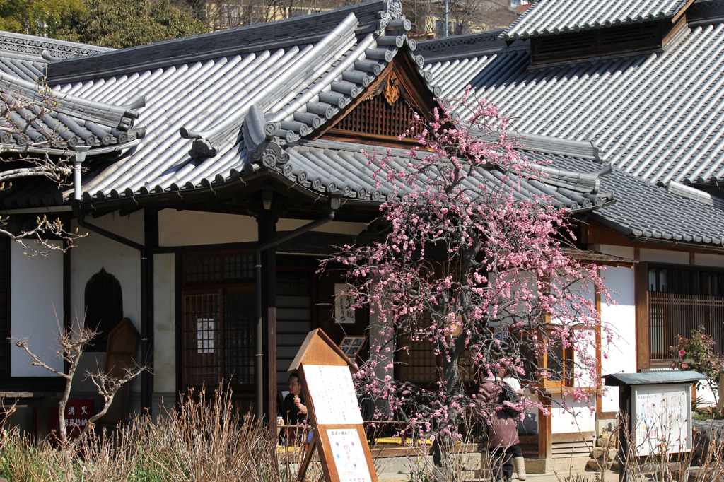 お寺と梅