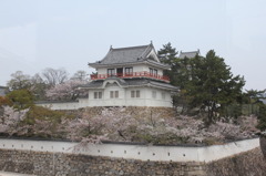 城と桜