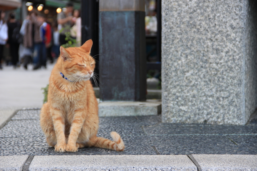 目が不自由な猫？