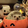 ハリネズミのハロウィン