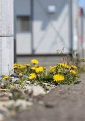 仮設住宅の花