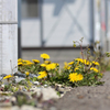 仮設住宅の花