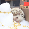 ハリネズミは見た!