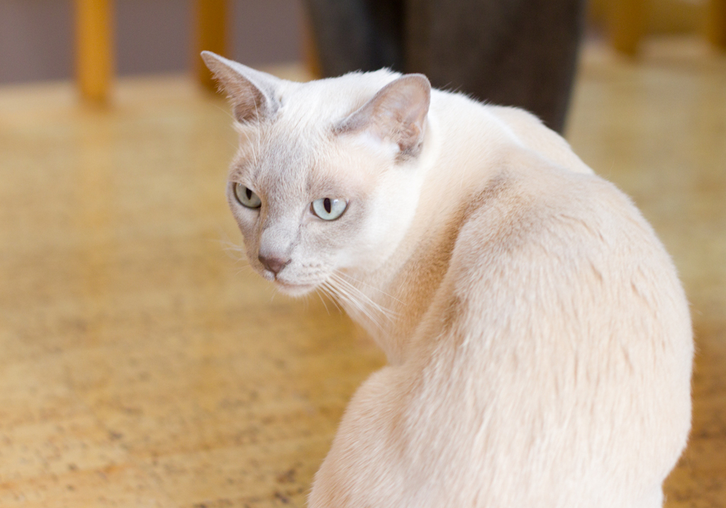 猛獣の目