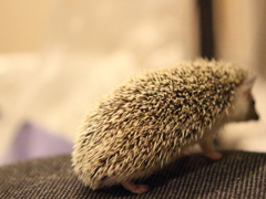 途方にくれるハリネズミ