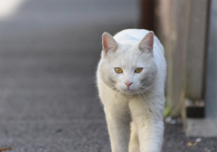 迫り来る猫