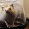 お待たせいたしました!ハリネズミでございます。