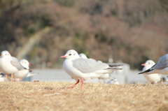 こっちみんな…