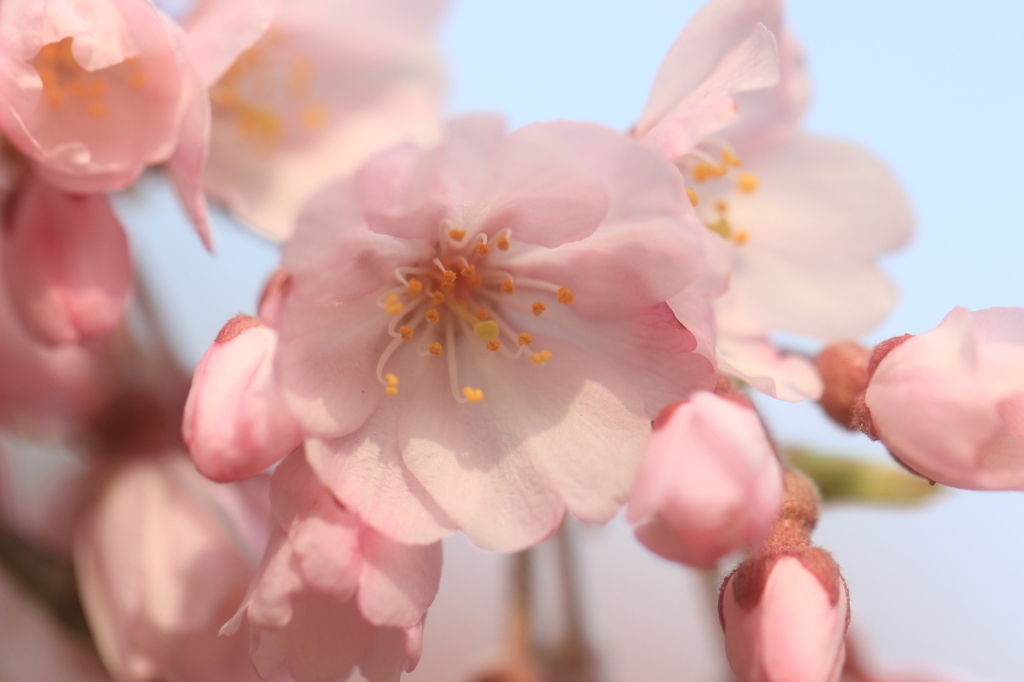 桜