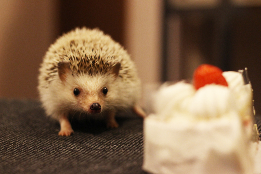 ケーキにおびえるハリネズミ