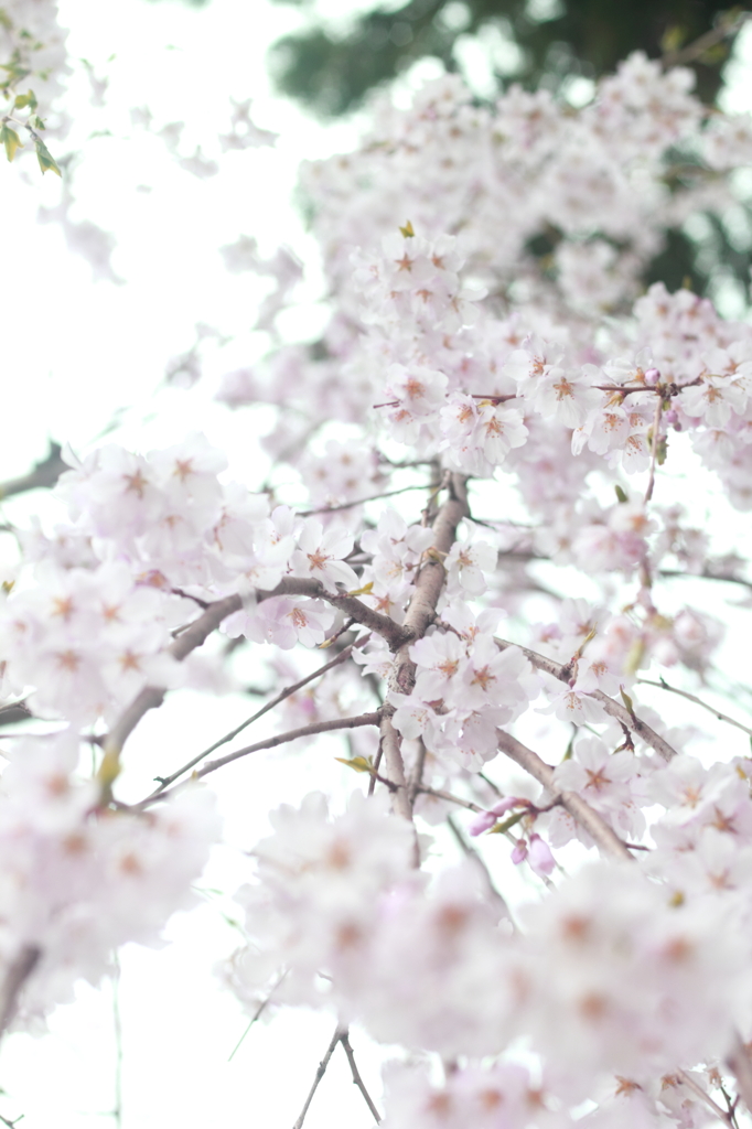 sakura