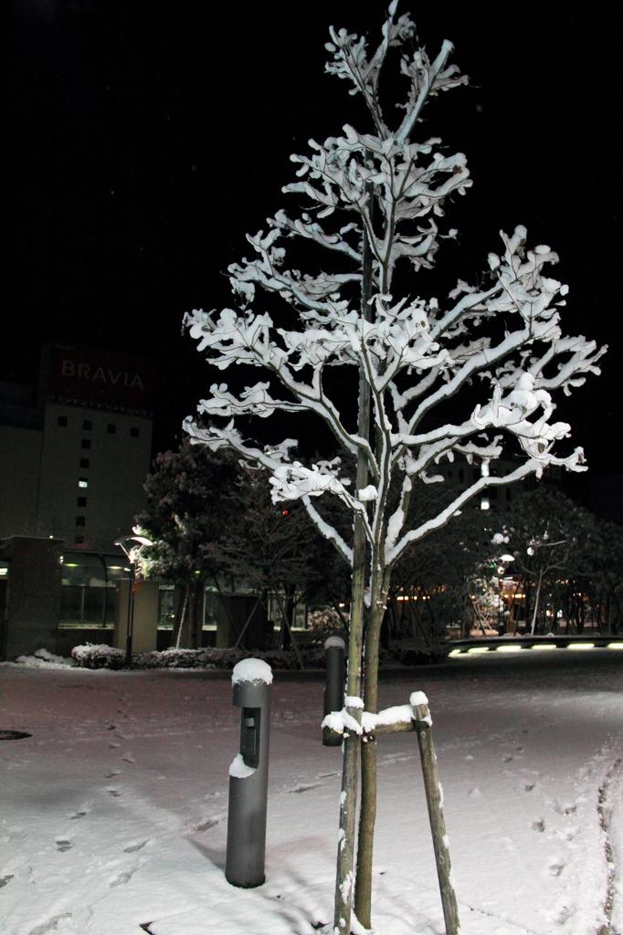被災地に降った無情の雪…