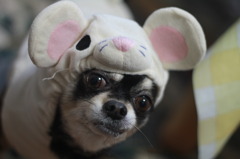 ネズミの犬