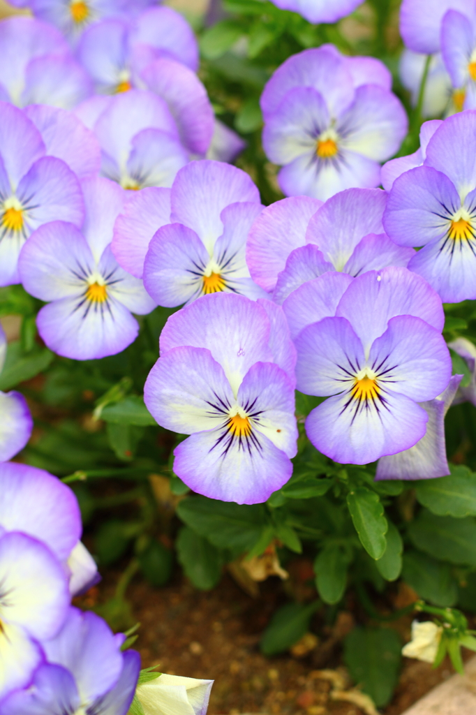 通りかかりの花