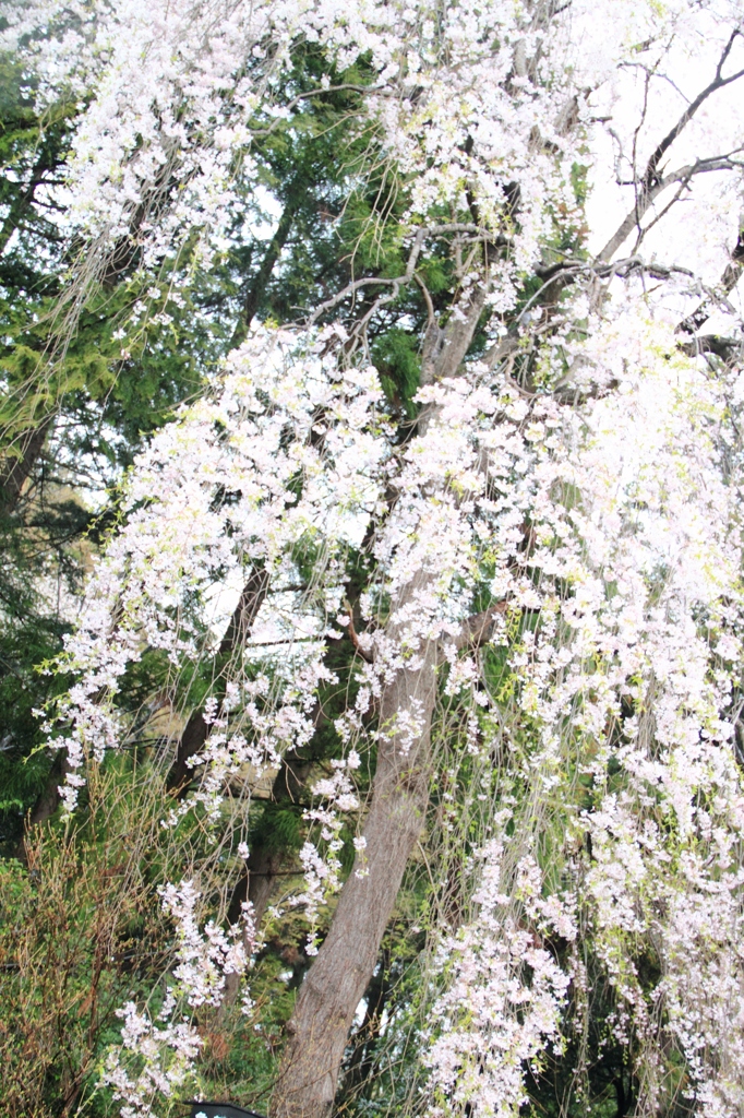 桜の滝