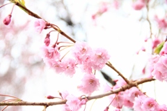 桜のパニエ