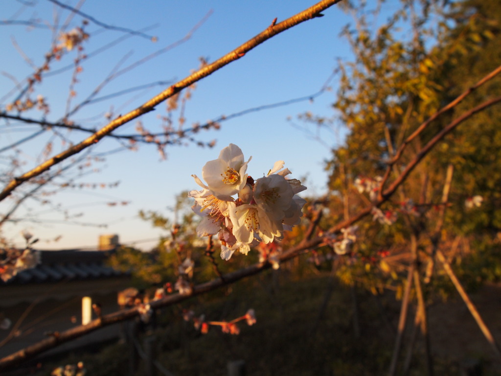 梅の花