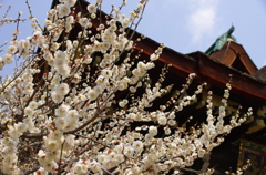 北野天満宮の梅
