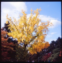 御所紅葉