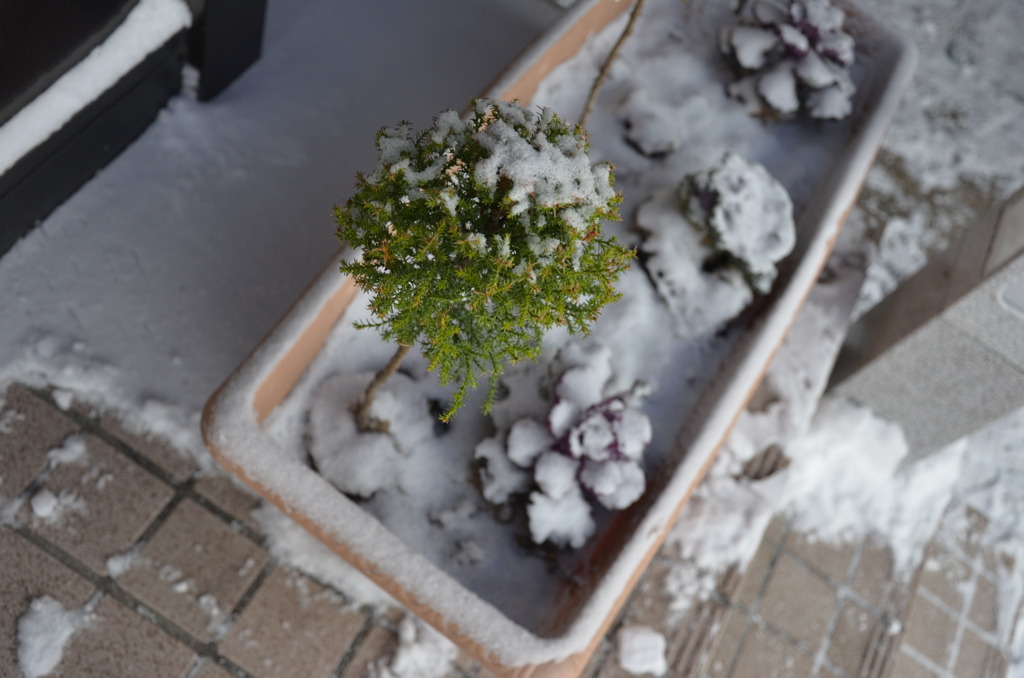 雪国　長野　野沢