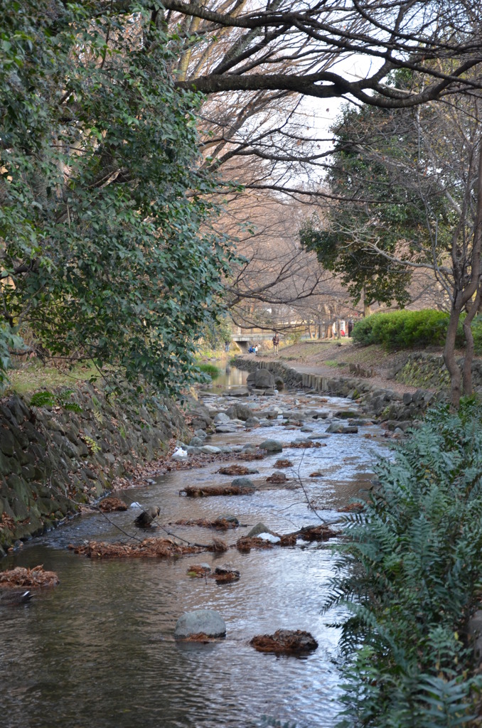 神田川　冬