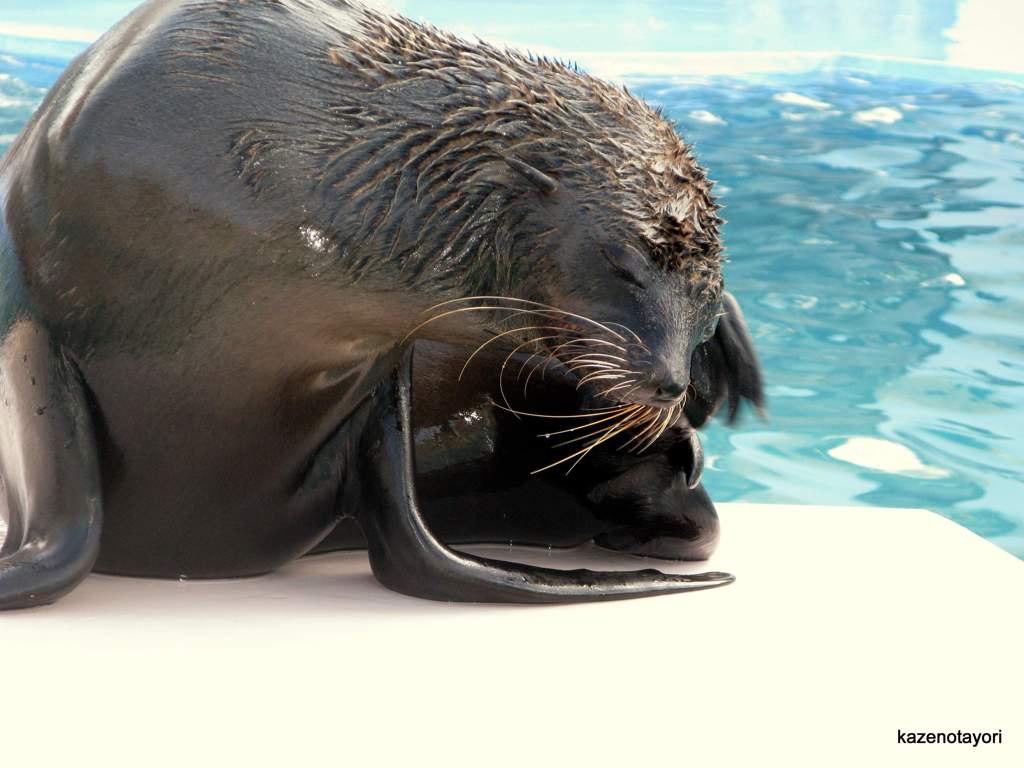 アザラシ