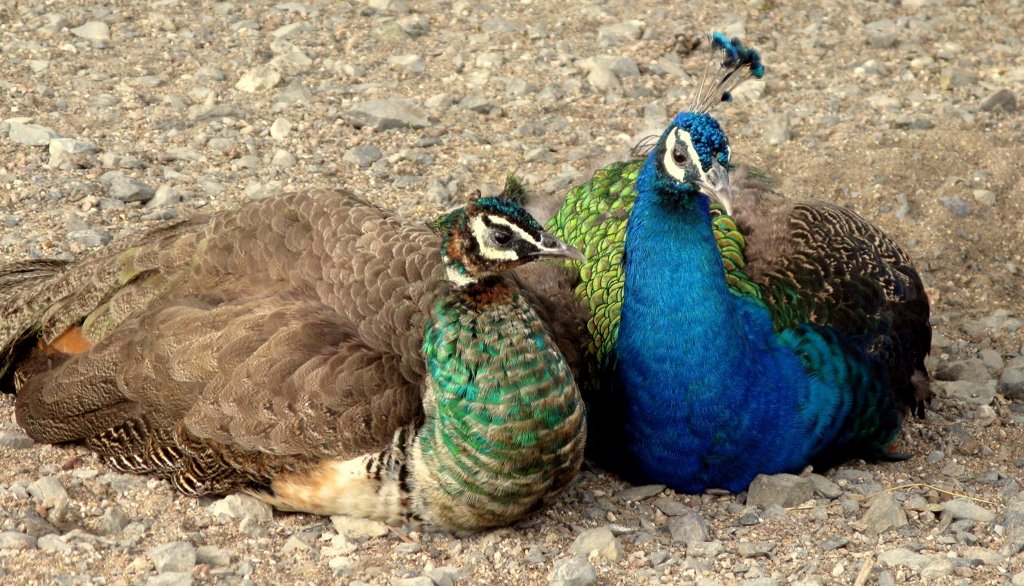 COUPLE