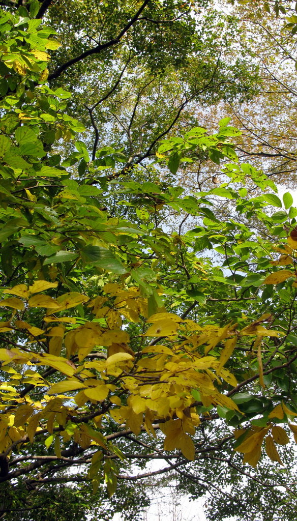 FALL HAS COME