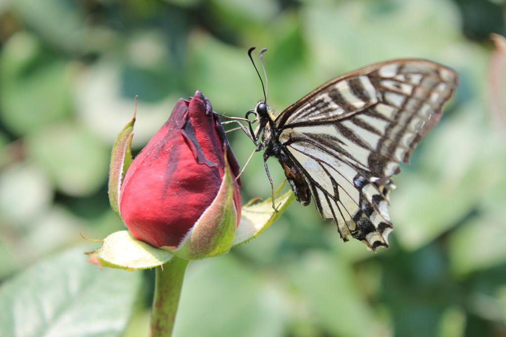 バラの蕾と初夏の蝶