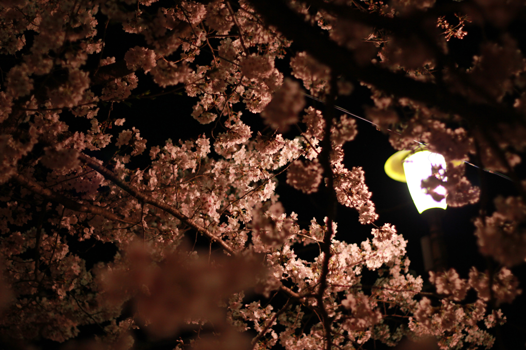 夜桜2015