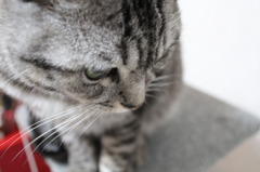 初撮り　うちの猫