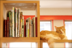 本棚の猫