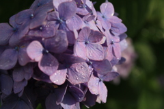 雨上がりの紫陽花