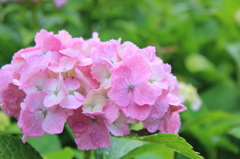 雨上がりの紫陽花