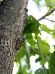 真夏のひぐらし