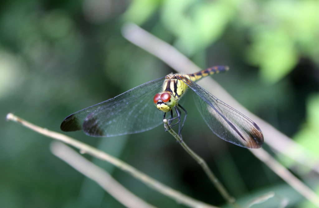 とんぼの羽休め