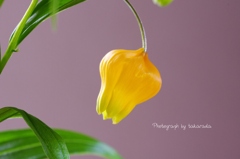 サンダーソニア