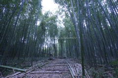 竹林の間