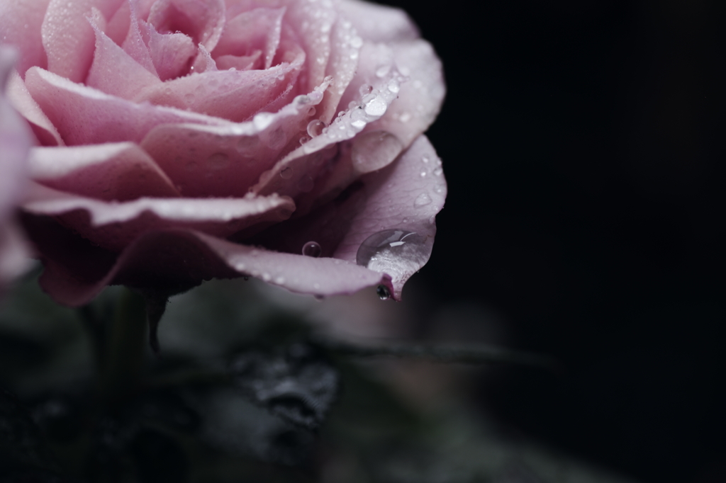 雨にウタレテ、、、