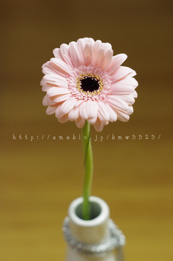 ピンクとブラックのコントラスト