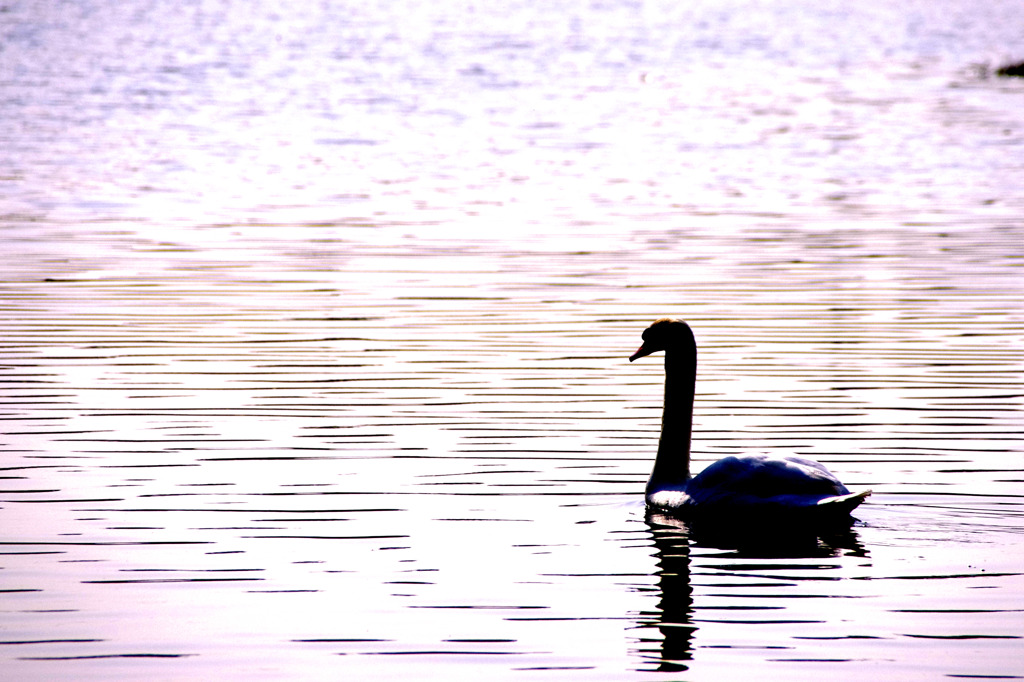 夕日に写る白鳥のシルエット