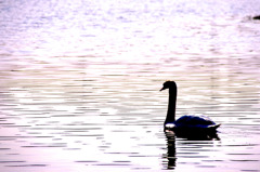 夕日に写る白鳥のシルエット