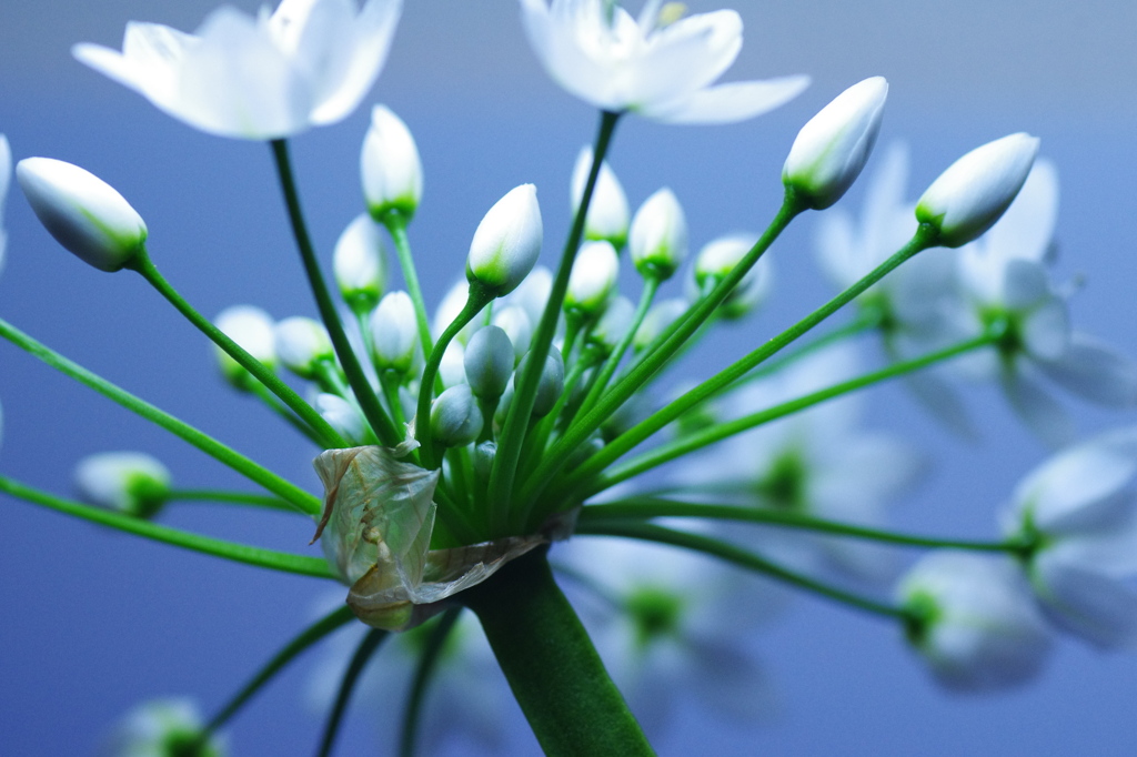 花火