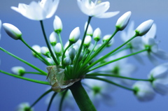 花火