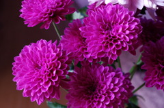 シャンパン　パープル