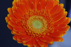 ビビッドフラワー