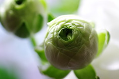 何が咲くんだろう